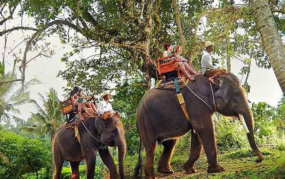 Read more about the article Elephant Ride and Kintamani Tour