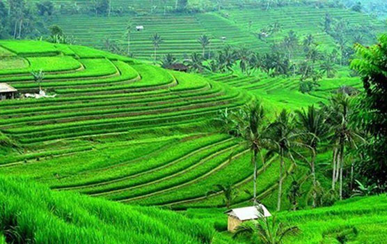 Read more about the article Jatiluwih and Tanah Lot Sunset Tour