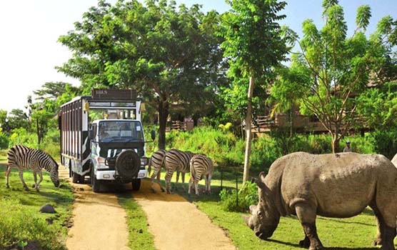 Read more about the article Safari Park and Ubud Tour